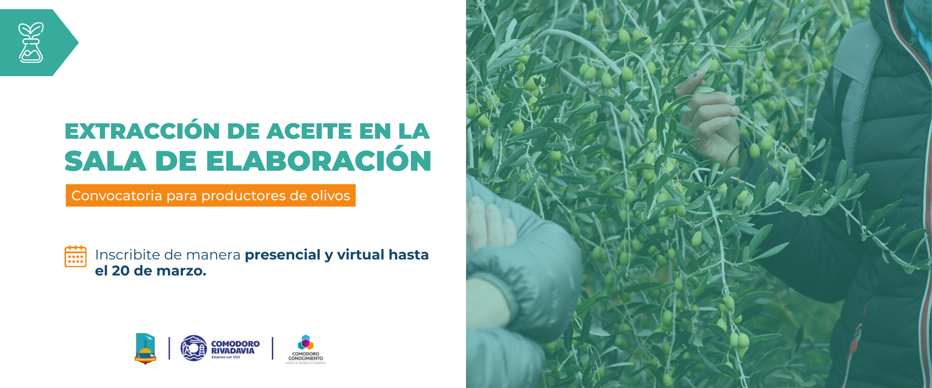 Productores de olivos para extracción de aceite